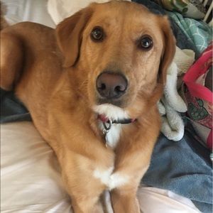 Meet your Posher, Lena