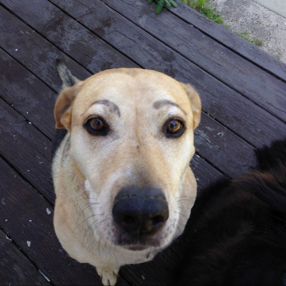 Meet your Posher, Paula - Picture 2 of 4