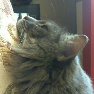 Meet your Posher, Linh