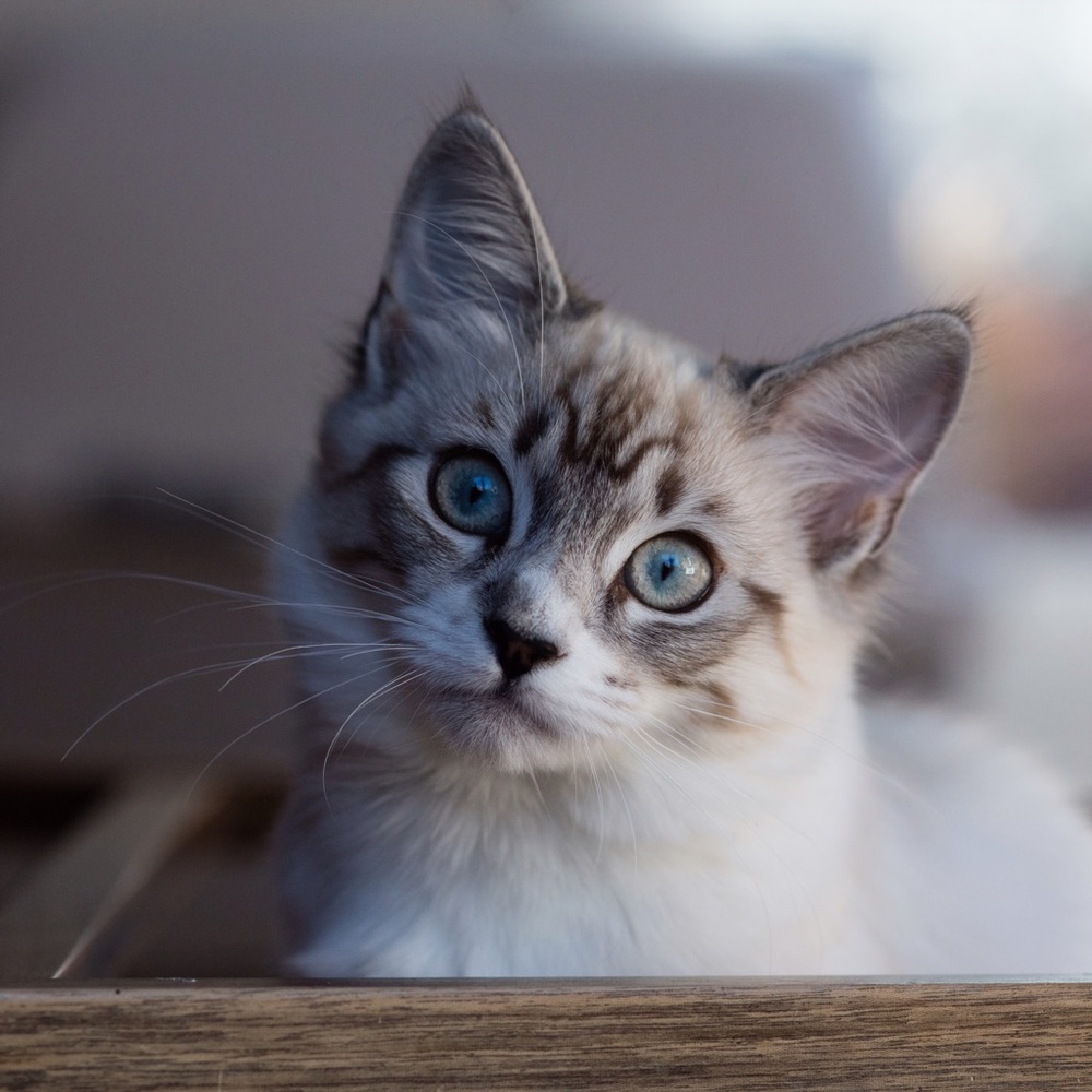 Meet your Posher, Kaela