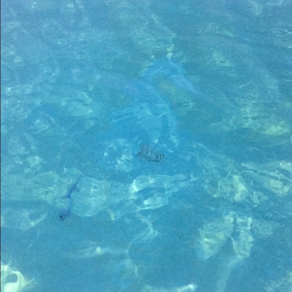 Meet your Posher, Libby