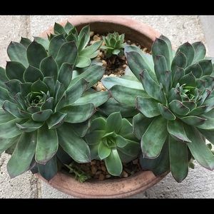 Meet your Posher, Maya