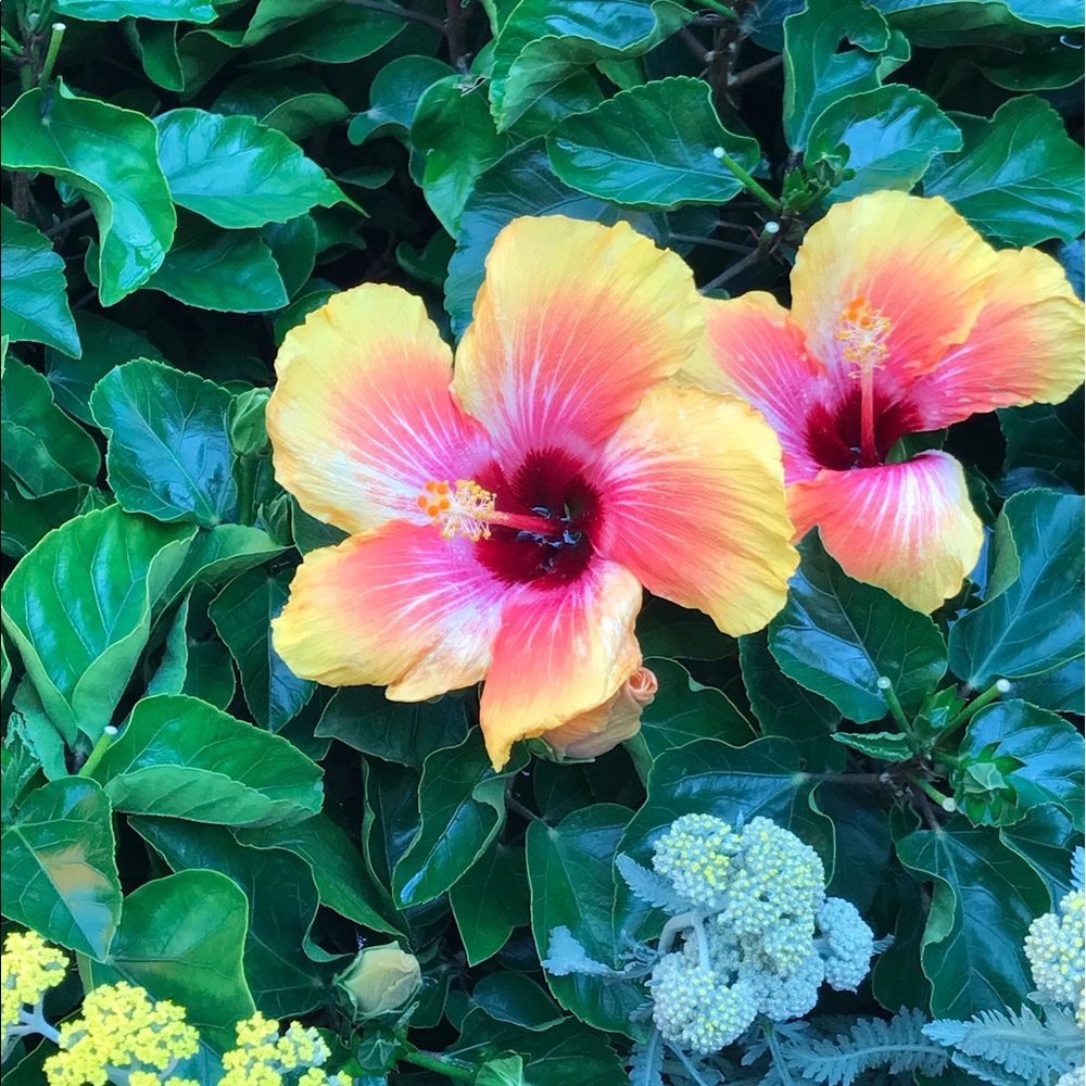 Meet your Posher, Jeana