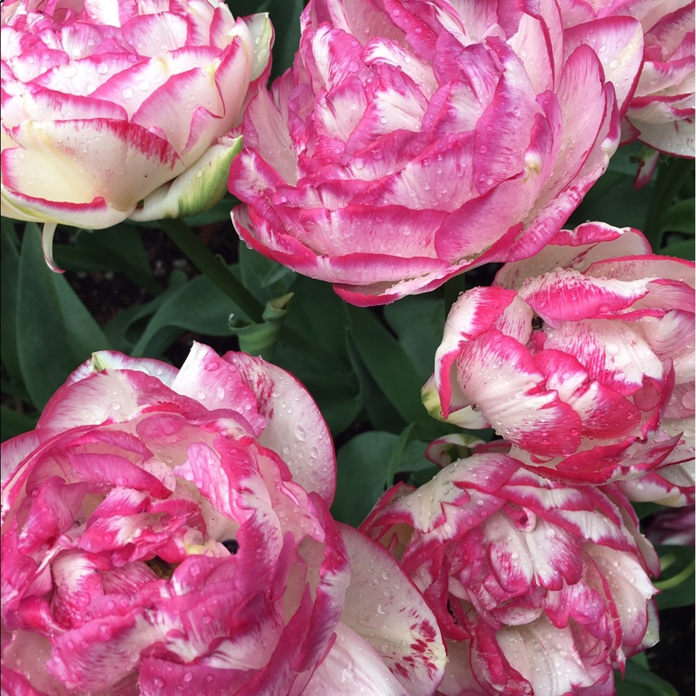 Meet your Posher, Rebecca