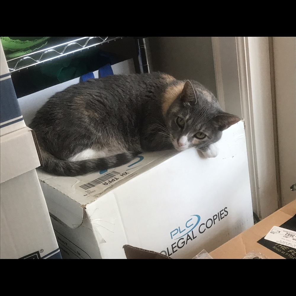 Meet your Posher, Alex