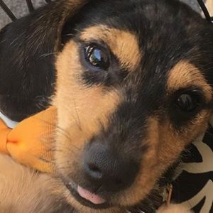 Meet your Posher, Breauna