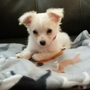 Meet your Posher, Casey