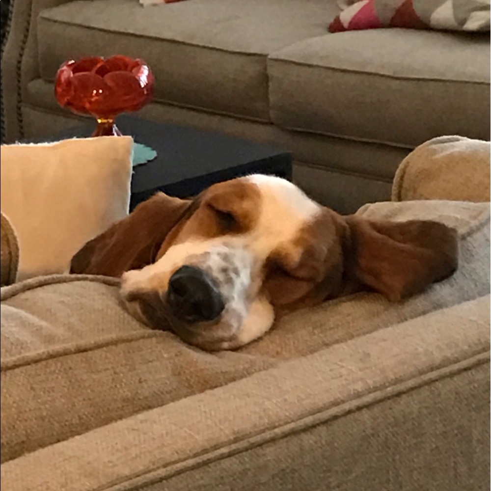 Meet your Posher, Dani