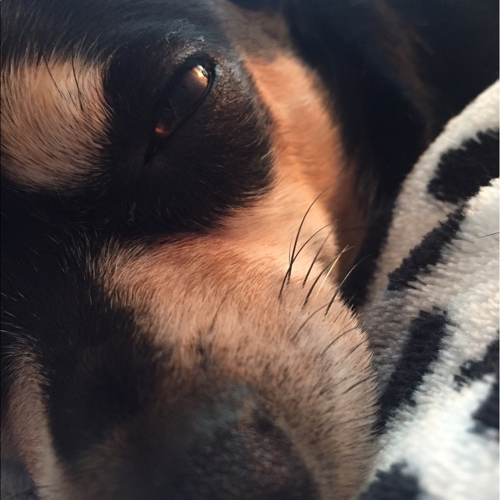 Meet your Posher, Rodopi