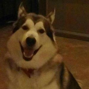 Meet your Posher, Dawn