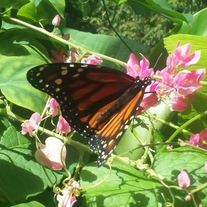 Meet your Posher, Angel