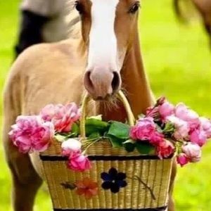 Meet your Posher, Dawn