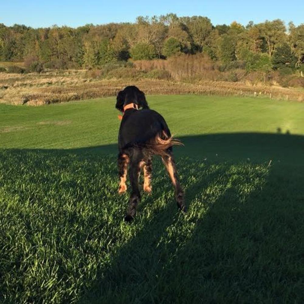 Meet your Posher, Rosie