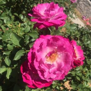 Meet your Posher, Aileen