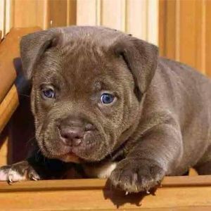 Meet your Posher, Roberto