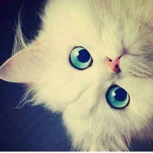 Meet your Posher, Liz