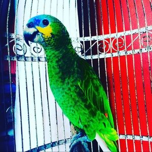 Meet your Posher, Alexander