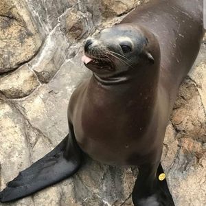 Meet your Posher, Suzanne