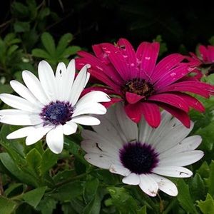 Meet your Posher, Connie