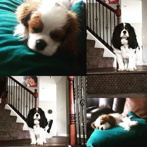 Meet your Posher, Biplab