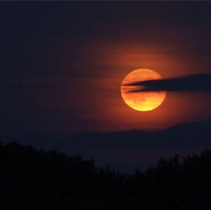 Meet your Posher, Cody