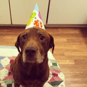 Meet your Posher, Rocky