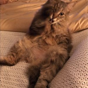 Meet your Posher, Shannon