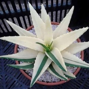 Meet your Posher, Beverly