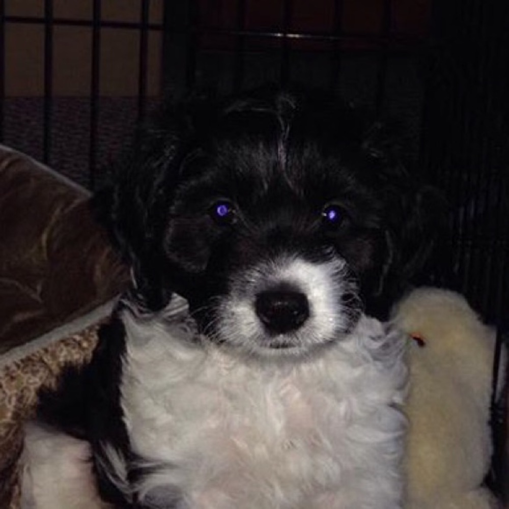 Meet your Posher, Mina