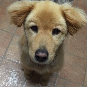 Meet your Posher, Cameron