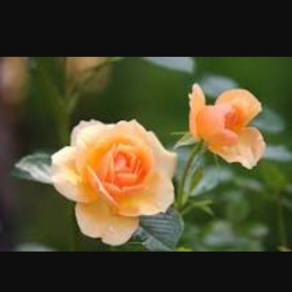 Meet your Posher, Zoe