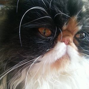 Meet your Posher, Judy