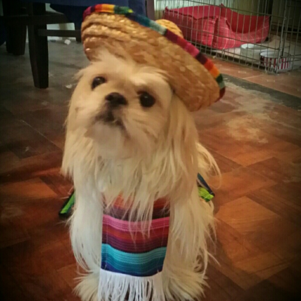 Meet your Posher, Anna