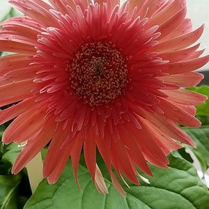 Meet your Posher, Eduardo