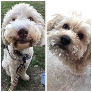 Meet your Posher, Mackenzie