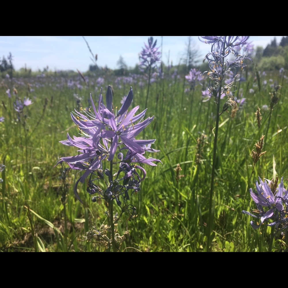 Meet your Posher, Lili