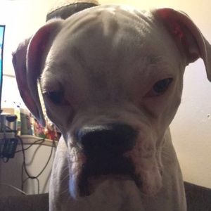 Meet your Posher, Mario