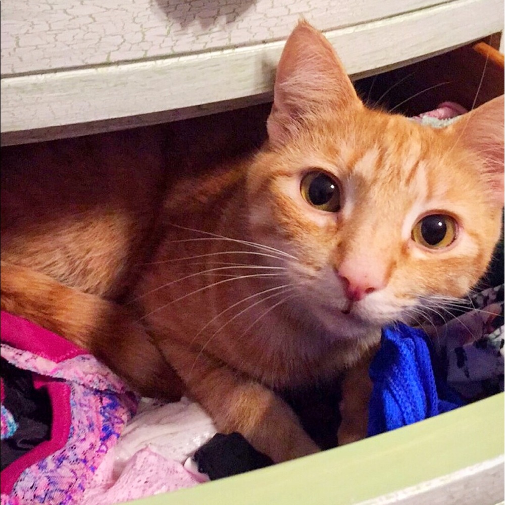 Meet your Posher, Chelsea