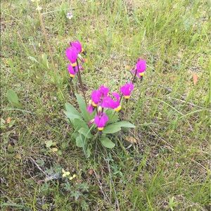 Meet your Posher, Willa