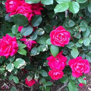 Meet your Posher, Deborah