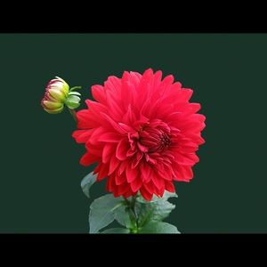 Meet your Posher, Marilyn