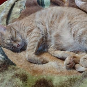 Meet your Posher, Sidney