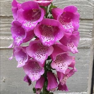 Meet your Posher, Vera