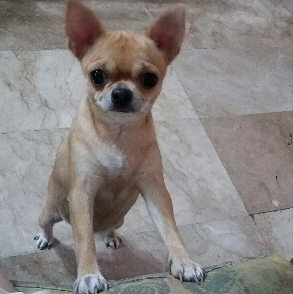 Meet your Posher, Mia