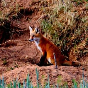 Meet your Posher, Marianne