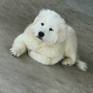 Meet your Posher, Dora