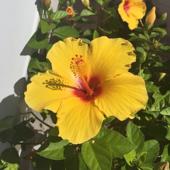 POSH AMBASSADOR II ! - Picture 5 of 8