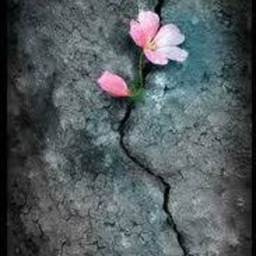 Meet your Posher, صفية