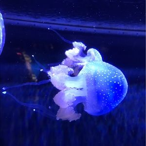 Meet your Posher, Raymond