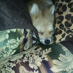 Meet your Posher, Diana